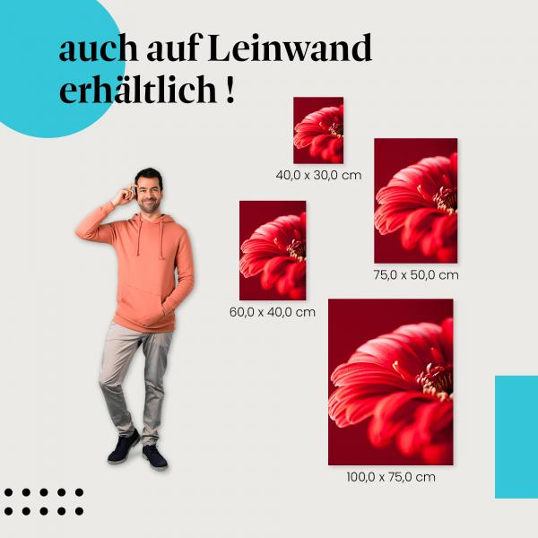 "Rote Gerbera auf rotem Hintergrund" Leinwandbild. Finde die ideale Größe für dein Zuhause & setze Akzente mit Kunst!